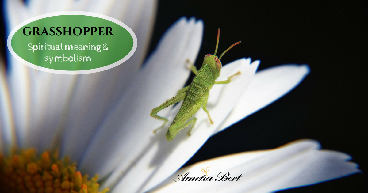 Grasshopper spiritual Meaning