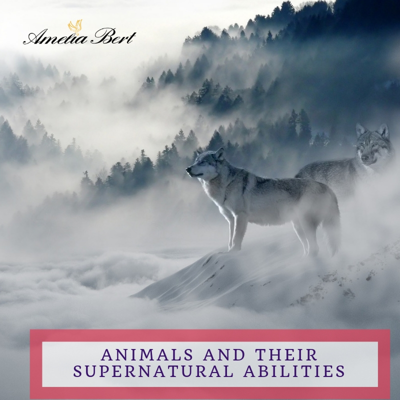 Animals and their supernatural abilities