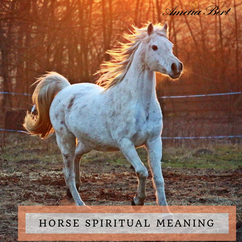 horse-spiritual-meaning-ameliabert