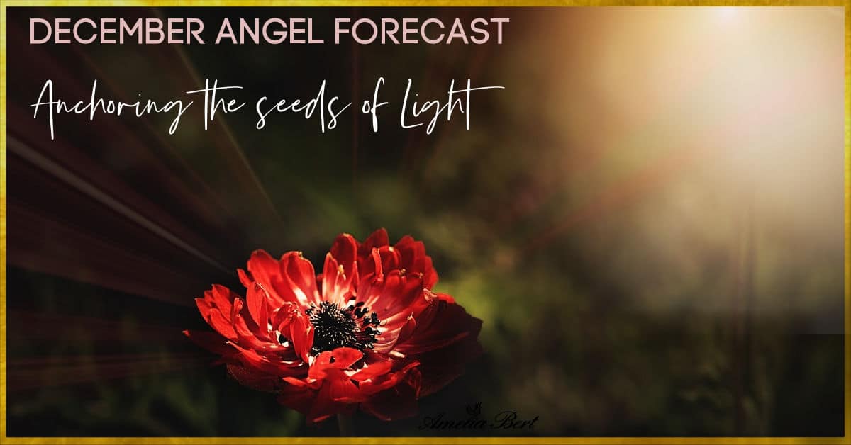 Anchoring the seeds of light – December angel forecast